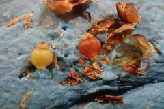 Rhynchospora globularis