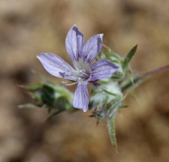 Eriastrum eremicum