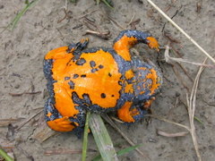 Bombina variegata pachypus
