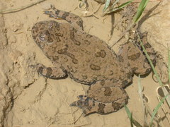 Bombina variegata pachypus