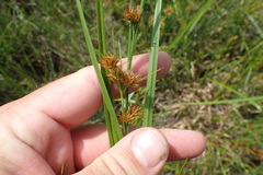 Rhynchospora glomerata