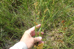 Rhynchospora glomerata