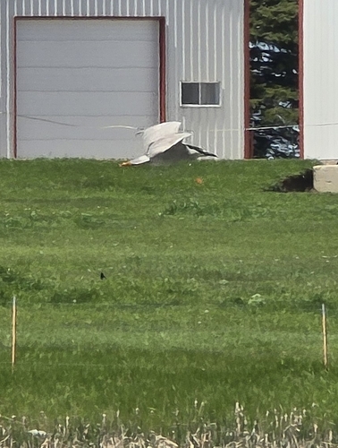 Black-crowned Night Heron photographed in North Dakota