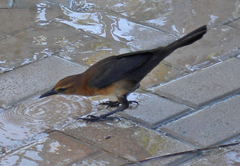Quiscalus major image