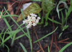 Asclepias michauxii