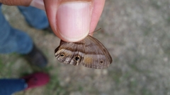 Cissia
