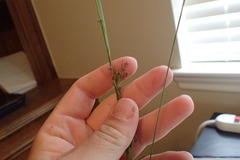 Rhynchospora harveyi