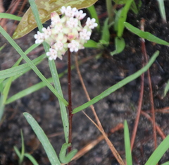 Asclepias michauxii