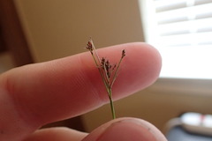 Rhynchospora harveyi