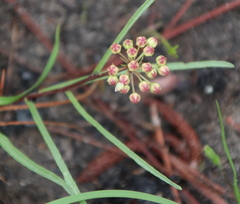 Asclepias michauxii