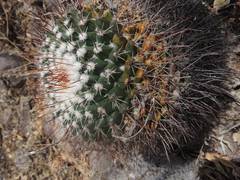 Mammillaria wagneriana