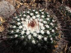 Mammillaria wagneriana