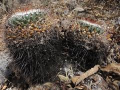 Mammillaria wagneriana