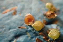 Rhynchospora harveyi