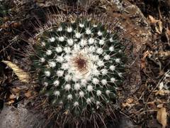 Mammillaria wagneriana