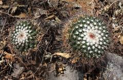 Mammillaria wagneriana