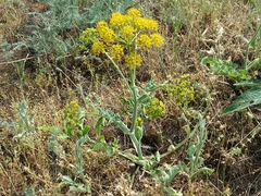 Pastinaca clausii