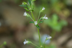 Collinsia childii