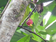 Drymonia coccinea
