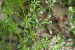 Collinsia childii
