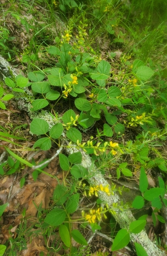 Image of Rhynchosia latifolia by (c) hr_dragonfly, some rights reserved (CC BY)