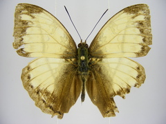 Cymothoe jodutta mostinckxi