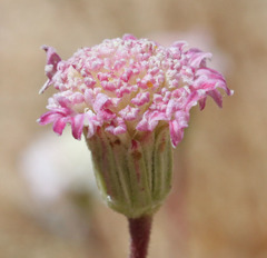 Chaenactis stevioides