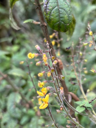Melleri Spurflower (Coleus melleri)