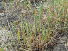 Phleum paniculatum