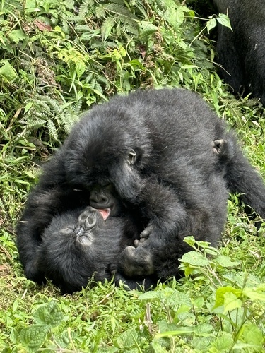 Mountain gorilla