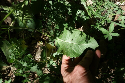 Image of Klasea lycopifolia by (c) Aleksei Baushev, some rights reserved (CC BY)