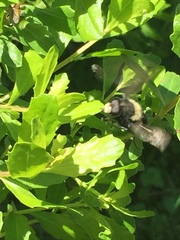 Volucella bombylans