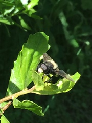 Volucella bombylans