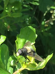 Volucella bombylans