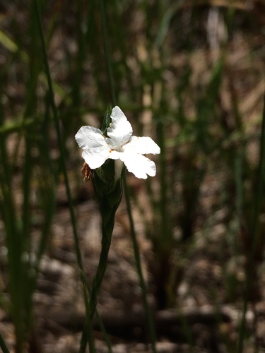 Elytraria caroliniensis var. angustifolia