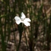 Elytraria caroliniensis angustifolia - Photo (c) Lydia Cuni,  זכויות יוצרים חלקיות (CC BY-NC-ND), הועלה על ידי Lydia Cuni