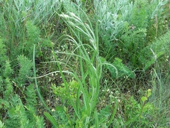 Pseudopodospermum strictum