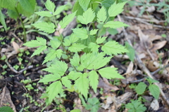 Actaea pachypoda