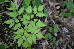 Actaea pachypoda