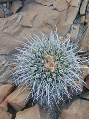 Thelocactus rinconensis