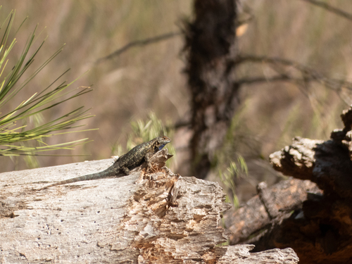 iNaturalist observation photo of Western Fence Lizard