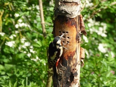 Dendrocopos major