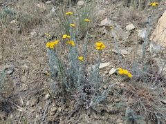 Tanacetum achilleifolium
