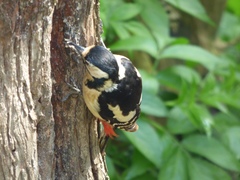 Dendrocopos major