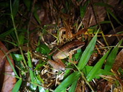 Indosylvirana nicobariensis