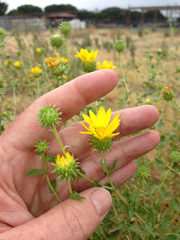Grindelia camporum