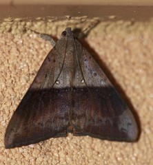 Oxyodes tricolor