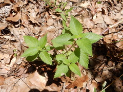 Urtica chamaedryoides