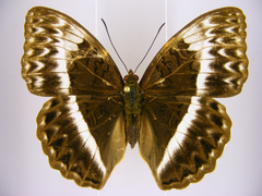 Cymothoe jodutta mostinckxi