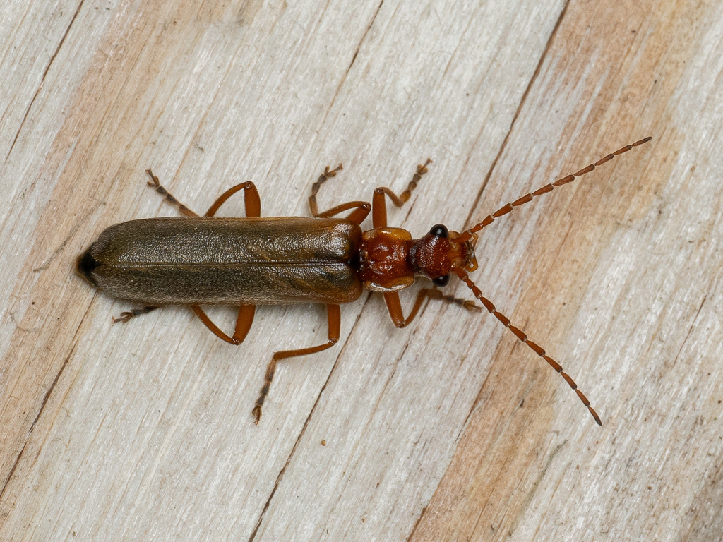 Podabrus alpinus